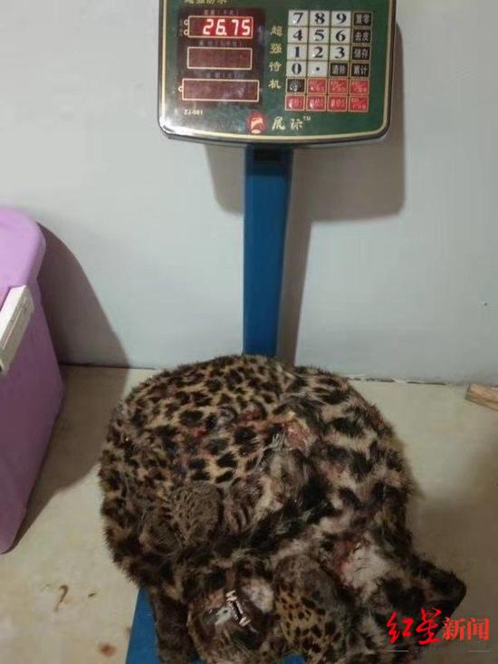 查获的野生动物死体