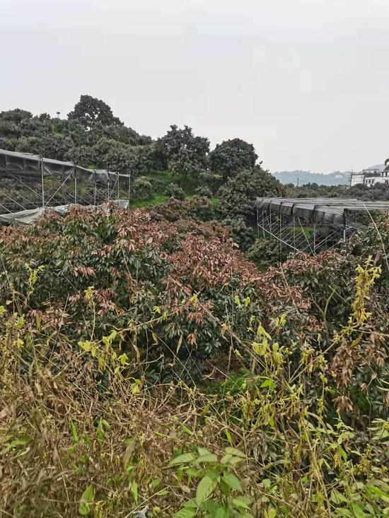凍傷的荔枝樹 受訪者供圖