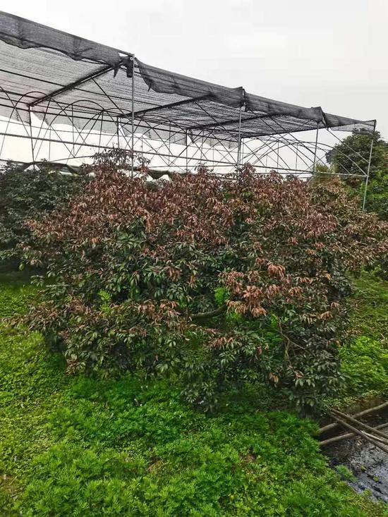 凍傷的荔枝樹 受訪者供圖