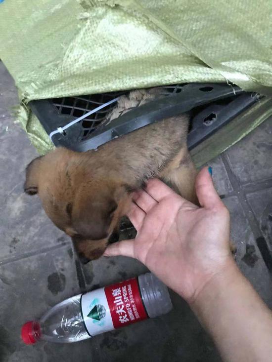 被救下的寵物狗已經奄奄一息。受訪者供圖