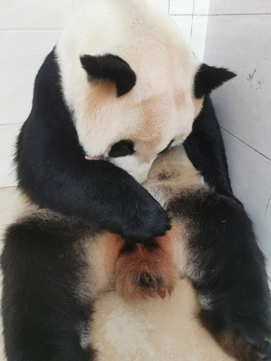 珍珍带仔