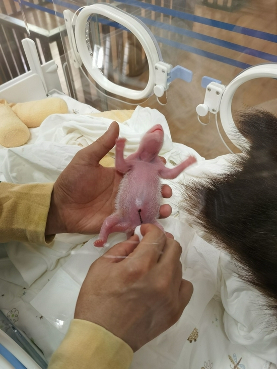 苏珊二仔人工育幼