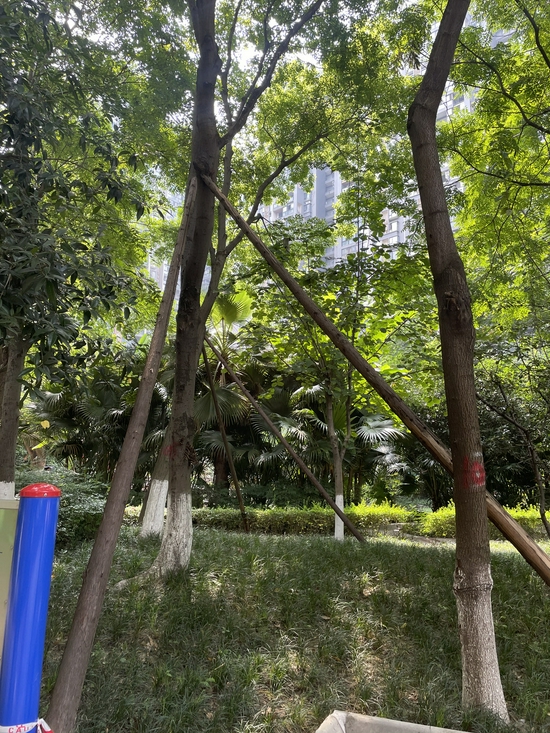 西岸觀邸小區內喬木加固