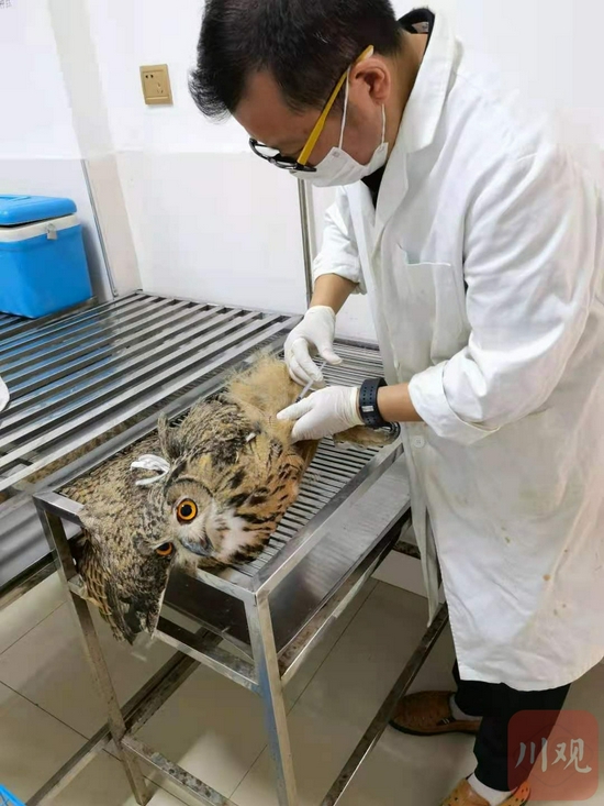 工作人員救治鵰鸮 王波 攝