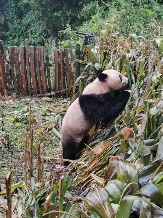 　“滚滚”掰苞谷