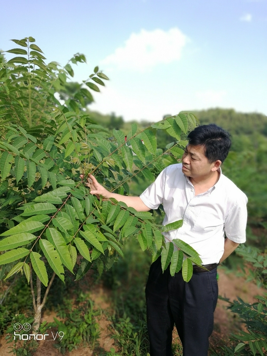 费世民察看抑螺植物生长情况