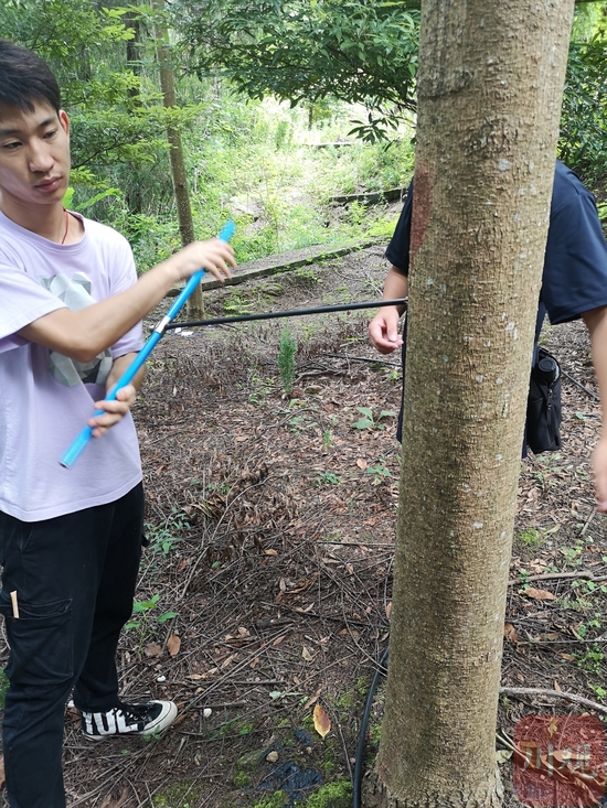 辜云杰团队科研人员正在对桢楠进行取样和测量