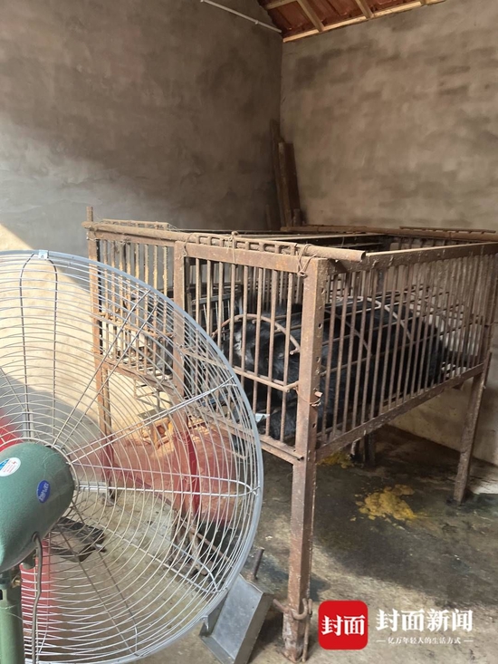 ▲ 文龍寺村一村民家中飼養的黑熊
