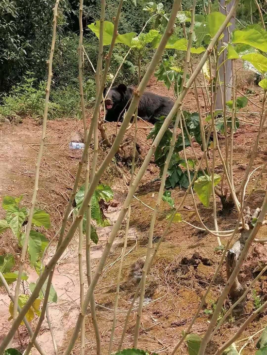 　7月11日，四川乐至县东山镇方广村抓获的黑熊，目前来源不明。