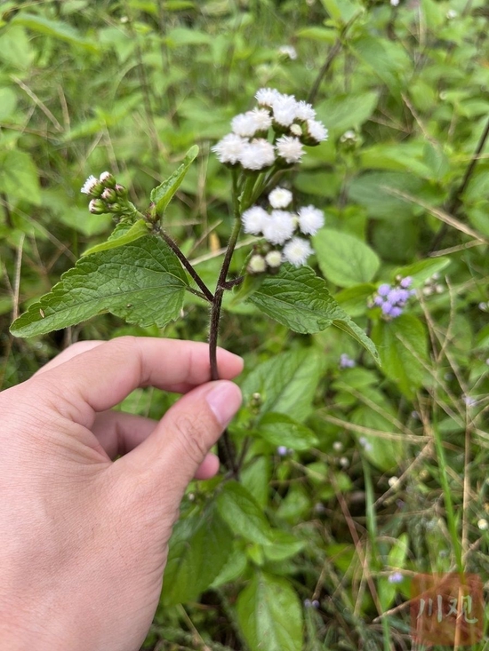 该植物经鉴定为“藿香蓟”。（图片由雅安市森防站提供）