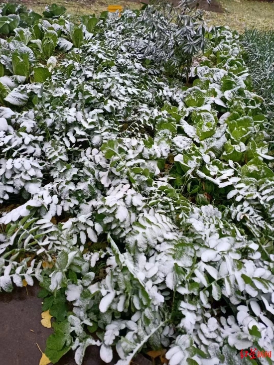 广元积雪