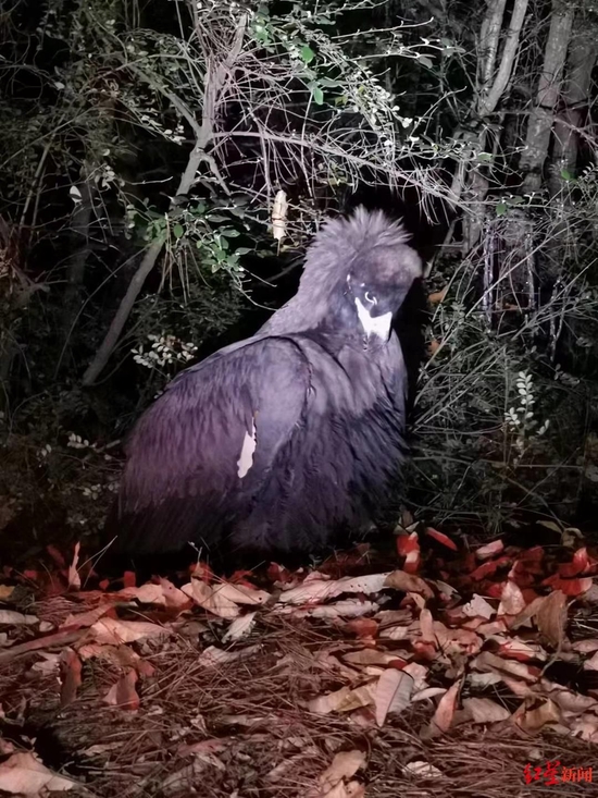 　↑这只大鸟是国家一级保护动物秃鹫，俗称“座山雕”