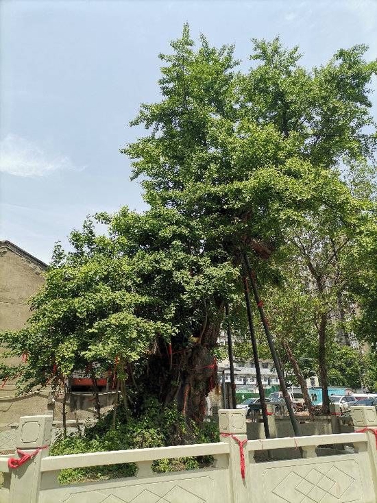 搶救復壯后的古銀杏