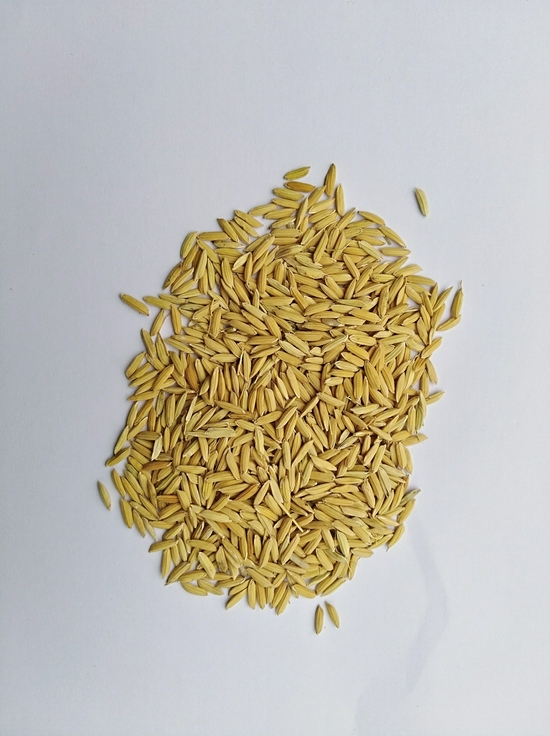 此次搭载“神舟十三号”升空的水稻恢复系“川恢970”（选育杂交水稻的父本材料）的种子