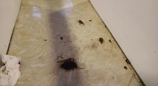 洗手台上有昆虫尸体