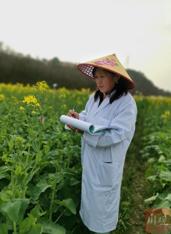 省农科院作物研究所研究员李浩杰在油菜基地内观察记录油菜的田间性状。