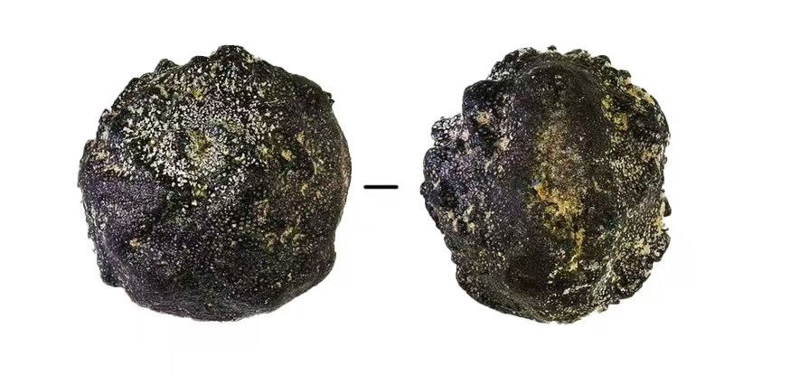 这是在四川资阳濛溪河遗址群发现的花椒（资料照片）。（四川省文物考古研究院供图）