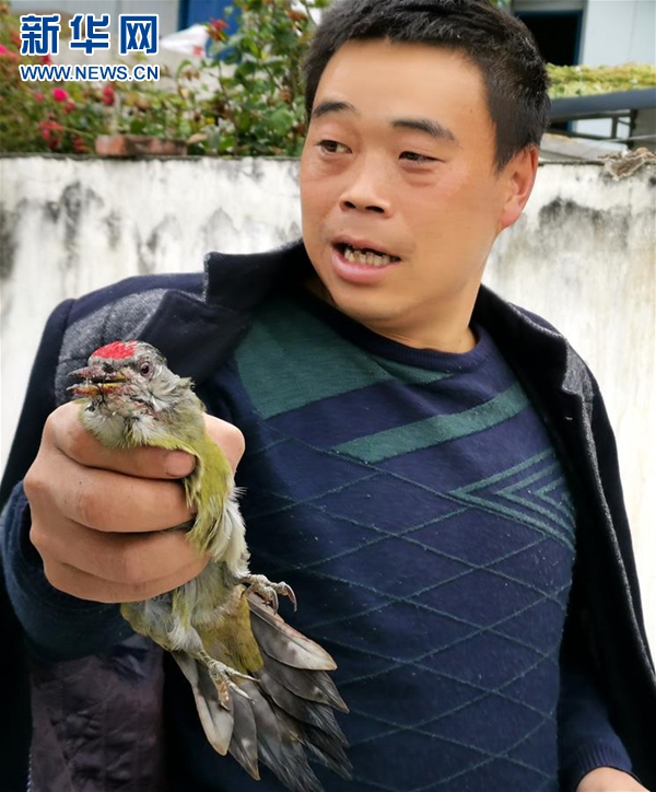 张勇在给一只被丝网缠住的小鸟解绑,放归大自然。(2019年10月16日手机拍摄) 新华社记者 陈天湖 摄