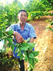 本周末,卿恩鹏一人办起的“樱桃节”就要开幕了。