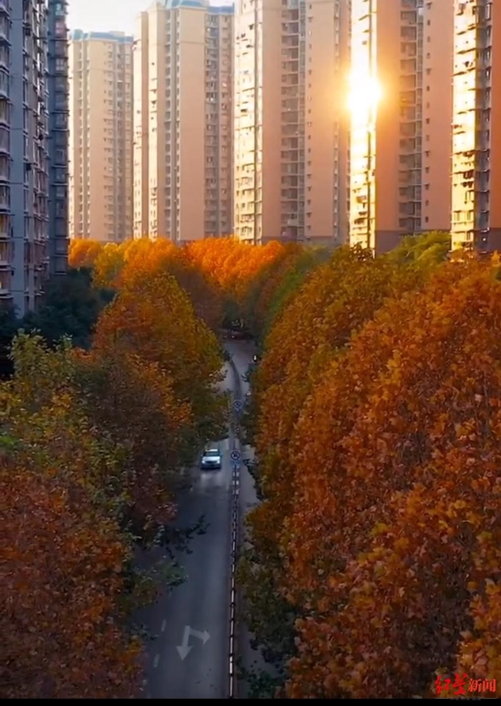 ↑“梧桐大道”的秋色美景 （视频资料图片截图，据网络）