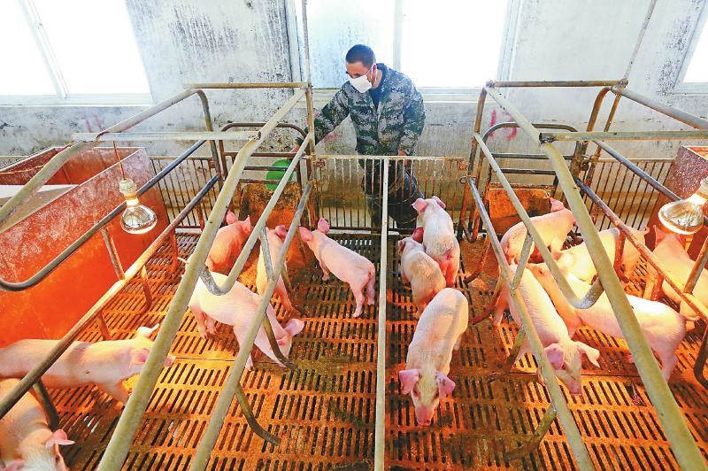 位于遂宁市的齐全农牧集团股份有限公司优质种猪繁育基地2号场，员工正在检查猪群健康。钟敏 摄