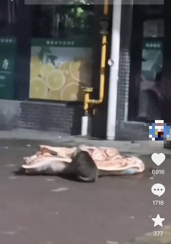 网友拍摄的质疑绿源超市把待售猪肉扔地上被猫啃的视频截图。