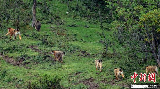 川金丝猴群在林边草地游玩。　高华康　摄