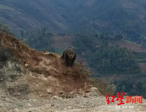 ↑咬傷兩名孩子的野猴。