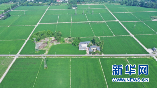 位于成都新津的高标准农田。
