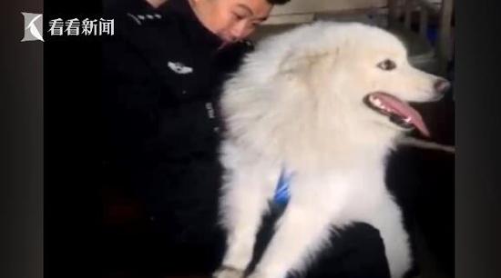 小狗的主人,请带好狗证,与金牛公安分局联系,早点去把您的爱犬领回家吧!