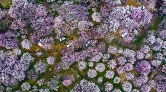 平武樱花漫山开     省文旅厅供图      