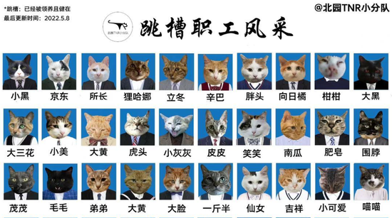 ↑猫咪证件照（部分）