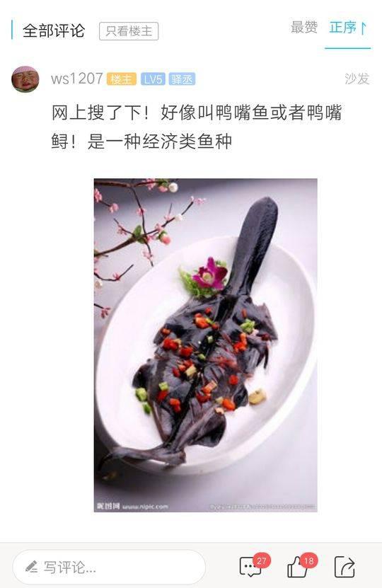 通过网络查找，网友认为是鸭嘴鲟