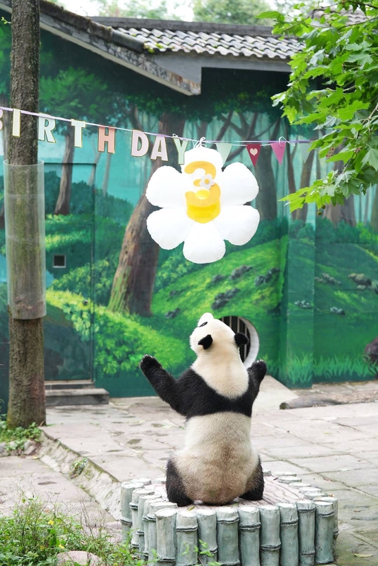 大熊猫雅雅尝试去抓生日彩带和气球