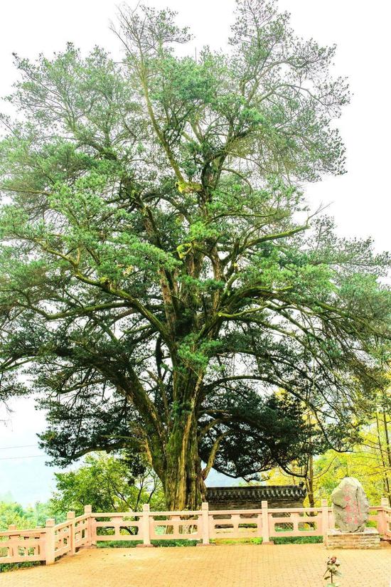 大邑县斜源镇太鹏村太鹏寺罗汉松（成都市公园城市建设管理局供图）