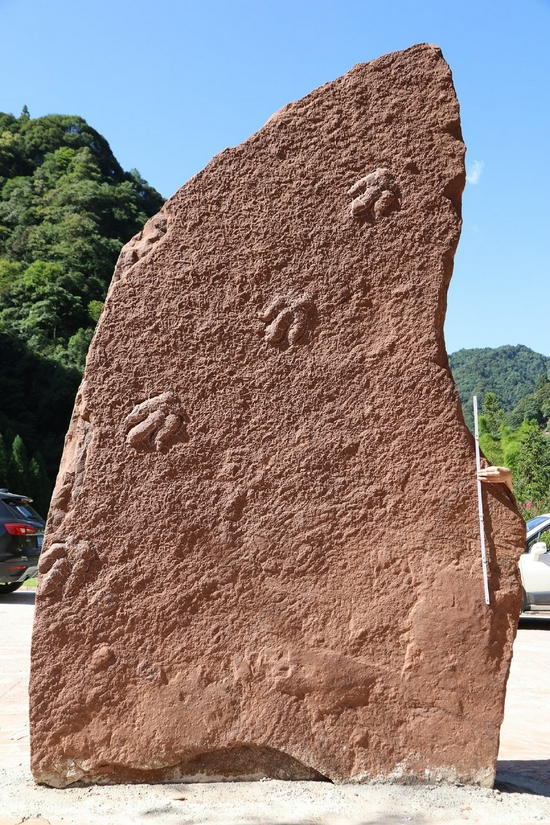 实雷龙足迹行迹