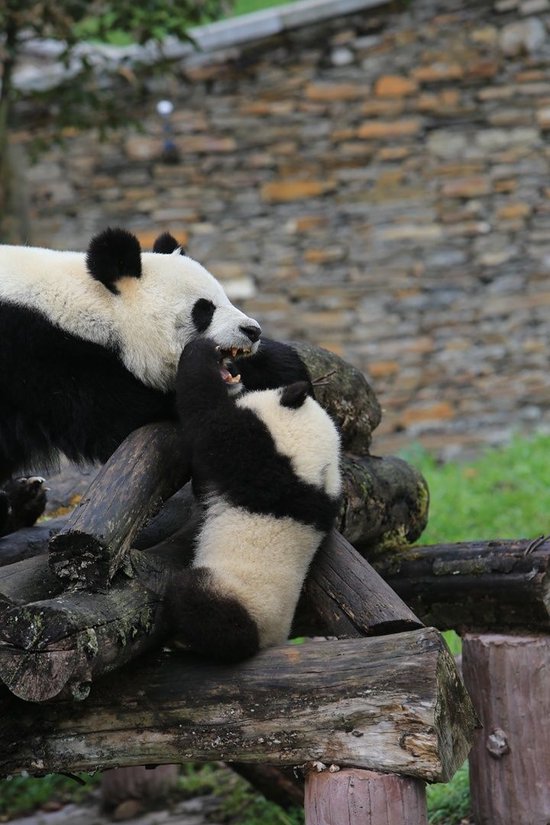 中国大熊猫保护研究中心卧龙基地内的大熊猫。 中国大熊猫保护研究中心供图