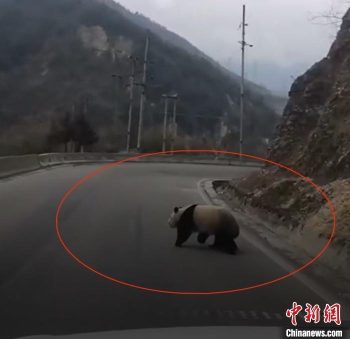 野生大熊猫下山。保护区供图