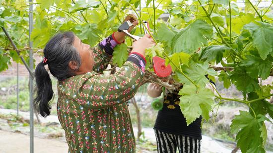 4月20日，在四川省雅安市芦山县红星村“好农夫”家庭农场，工人将葡萄藤蔓固定在葡萄架上。