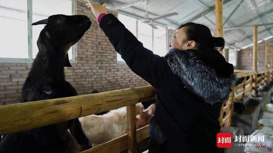 在黑山羊养殖场，何敏莉忍不住伸手摸一摸。