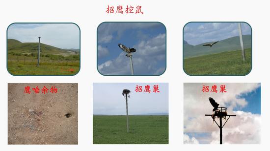 招鹰控鼠