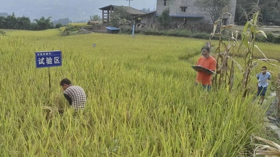 富硒水稻种植试验及野外调查