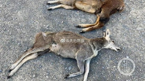 ▲動物保護志愿者發布的在四川阿壩縣柯河鄉發現的疑似被盜獵馬麝。圖片來源/天地野保