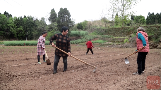 中江农户正在准备育秧。
