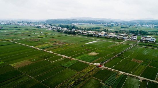 涪江三产融合发展片区的麦冬基地。郭超英 摄