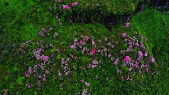 瓦屋山上的杜鹃花。瓦屋山景区供图