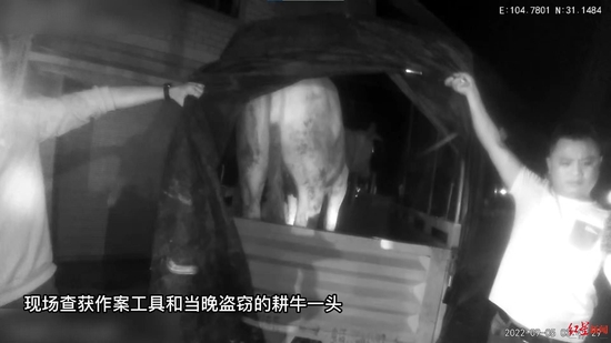 ↑警方現場擋獲作案工具和當晚被盜的一頭耕牛