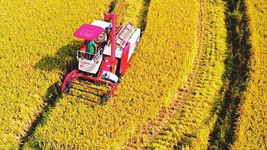 　▲ 德昌县麻栗镇稻田产业园区，收割机正在收割粳稻。刘航 摄
