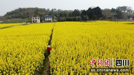 世园会掀起赏花热 绽放简阳“花海经济”