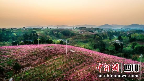 世园会掀起赏花热 绽放简阳“花海经济”